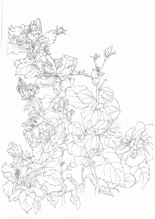 格里菲斯大学成绩单